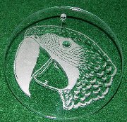 Click for larger photo of Macaw Etched in Glass